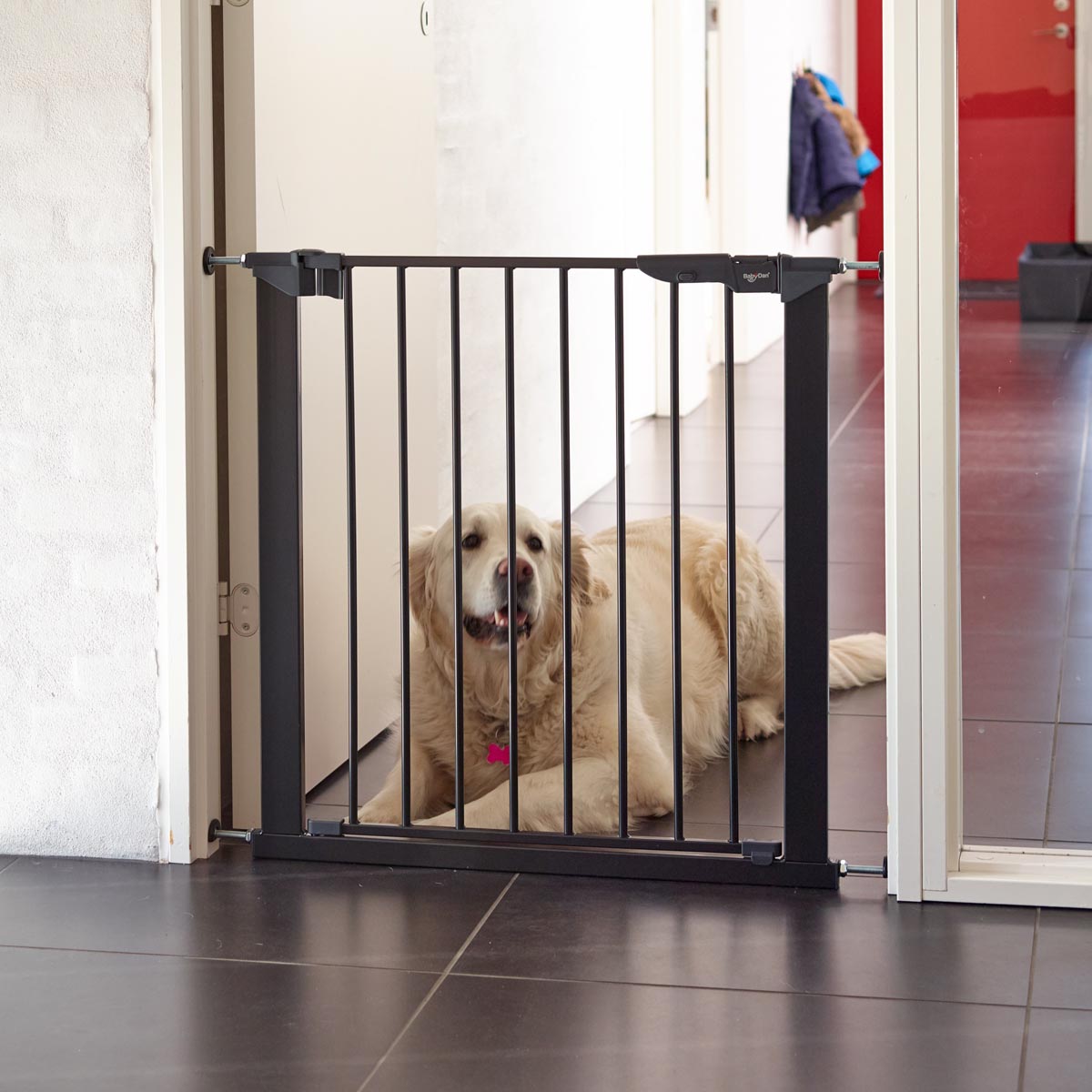 DogSpace Lassie Gate