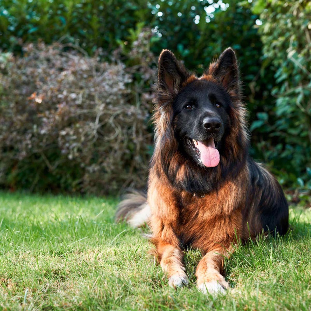 DogSpace & Sustainability: Green Pawprints for a Better Future